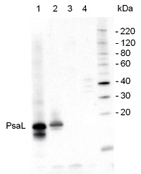 PsaL | PSI-L subunit of photosystem I in the group Antibodies Plant/Algal  / Photosynthesis  / PSI (Photosystem I) at Agrisera AB (Antibodies for research) (AS06 108)